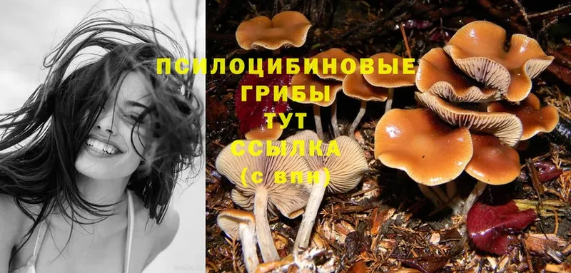 Галлюциногенные грибы Cubensis  Зеленокумск 